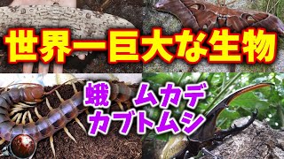 Four of the World's Most Gigantic Creatures vol.2 [Moths, Centipedes, Beetles]