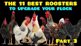 The 11 BEST GIANT Roosters to Cross with Backyard Chickens to Boost Hardiness and Size.