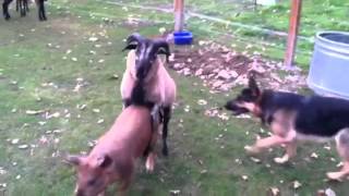 Barnyard antics! German Shepherd, Blackbelly Sheep, and pigs