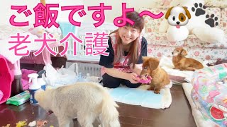 大場久美子【老犬介護No.29】今日も元気にご飯たくさん食べたワンズたち🐶🐶🐶🐶