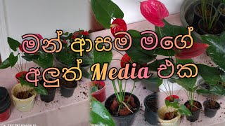 ඇන්තූරියම් හදන මගේ අලුත් Media එක.November 25, 2024