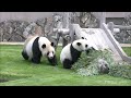 【思わずキャン！】楓浜🍁良浜ママ無双モードの鬼ごっこ【親子パンダ】Ｇiant panda fuhin u0026rauhin