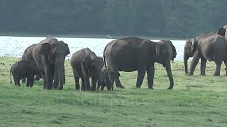 An elephant fight in Sorabora lake  / සොරබොර වැවේ අලි සටනක්