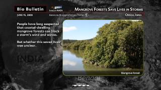 Science Bulletins: Mangrove Trees Save Lives in Storms