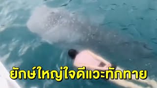 แชร์คลิป 'ฉลามวาฬ' โผล่ทักทาย นทท.ที่เกาะทะลุ - คนแห่เที่ยวเกาะช้าง-เกาะเสม็ด สุดคึกคัก