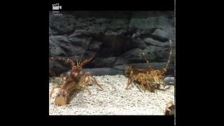 和歌山　すさみ　エビとカニの水族館　　Shrimp and crab in the aquarium WAYAMA JAPAN