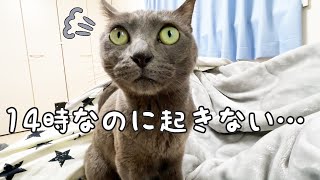 休日は娘が起きなさすぎてママに助けを求める猫ハムちゃん