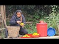 preserving star fruit. an intimate meal after half a year apart.