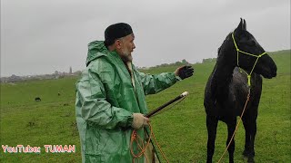 Лахиб , Туман и Арифа.  Дождь, Лес , Прогулка с Жеребенок Лошадь Кобыла.