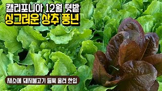 겨울텃밭 상추와 돼지불고기 | 12월 중순 하루가 다르게 쑥쑥 자라고 있는 싱그러운 상추 | 신선한 쌈채소 | 겨울상추 |쌈밥 | 제육볶음 | 미국일상 | 캘리포니아상추