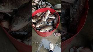 কত বড়ো বড়ো সব কাতল মাছ ||😮  #fishing #shorts #fish #trending #subscribe #viralvideo