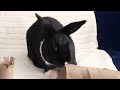 diy free rabbit chew toys