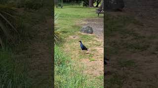 Pukeko bird sound #shorts #bluebird #birdsound