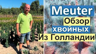 Meuter| Лучшие хвойные и новинки из Голландии