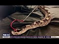 illegal trafficking of highly venomous snakes