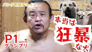 【ベスト10】本当は狂暴な犬ランキング【P1グランプリ】