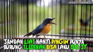 TLEDEKAN LAKU 50 JUTA GAES !!