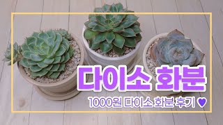 210803 다육스케치 l 다이소 화분 l 다육이 화분 고르기 l 다육식물 l Succulent plants l 반려 다육 l 김제다육도매센터 l 다육이 키우기