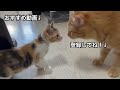 呼んだらほぼ１００％来てくれる猫