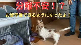 【犬しつけ】分離不安？お留守番中ずっと吠え続けるワンちゃんと実践練習！！