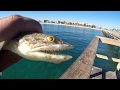 2 Hours Saltwater Multi-Species CHALLENGE (Lauderdale-by-the-Sea, FL) 2 Hours Saltwater Multi-Species CHALLENGE (Lauderdale-by-the-Sea, FL)
