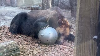 フィーダーをごろごろポンくん【‎2025年‎1月18日】【上野動物園】エゾヒグマ