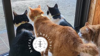 窓辺でのんびり過ごす4匹の猫 - 4 cats relaxing by the window