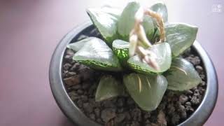 Unboxing Sekaligus Repotting Haworthia Retusa