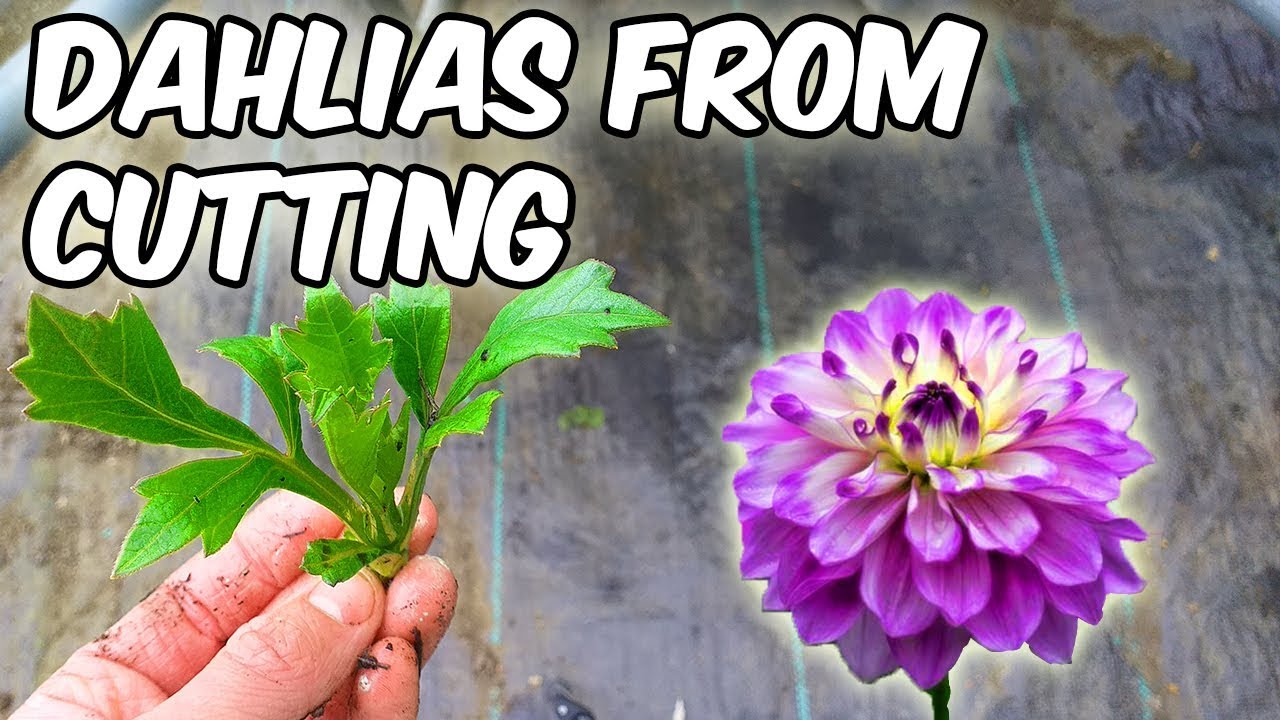 How To Grow Dahlias From Cutting Youtube