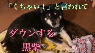 【黒柴・保護犬】くちゃいと言われてダウンする黒柴うめ