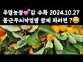 감 수확작업💕 2024. 10. 27 둥근무늬낙엽병 방제하려면? 😃