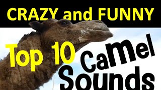 Funny Camel Sounds Compilation | Amazing and Crazy Camels Top 10