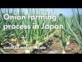 Onion farming process in Japan  (small to midium scale)