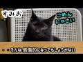 【元野良】前足骨折 母猫 5 と 子猫・幸せの道へ 出発‼︎