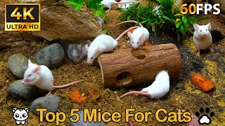 Top 5 Mice That Keep Cats Hooked All Day 😻: Non-Stop Fun \u0026 Chaos 🌪️🐹