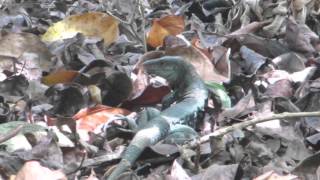 Ameiva Lizard, Dominica