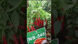 Namdhari seeds chilly NS 345 contact 9963934488#farming #seeds #chilli #rc16 #ap #farmer #vegetables