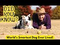 “Chaser the Border Collie: The World’s Smartest Dog Explained”