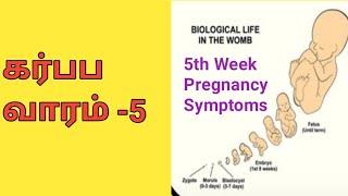 கர்ப்ப வாரம் 5| 5th Week Pregnancy in Tamil | What to Expect in Tamil | LuckyTips