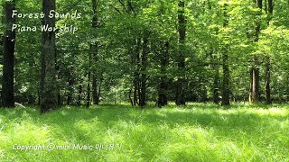 숲속 소리와 함께 듣는 피아노 찬양 (3시간) | Forest Sounds Piano Worship | 찬양 묵상 by 미니뮤직 (중간광고없음)