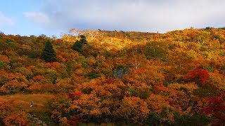 須川高原紅葉　4K