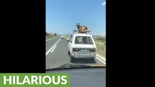 Most relaxed goat alive hitches ride on top of car