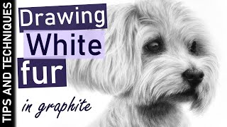 How to draw white fur in graphite | Drawing a white dog on white paper | Tips