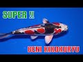 SUPER Beni Kikokuryu !!