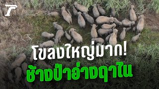 หาดูยาก! ช้างป่าเขาอ่างฤาไนโขลงใหญ่นับ 100 ตัว ออกหากินบุกตะลุยไร่อ้อย | Thairath Online