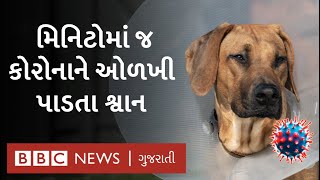 Sniffer Dogs કઈ રીતે કોરોના સામેની જંગમાં મદદ કરી રહ્યા છે?