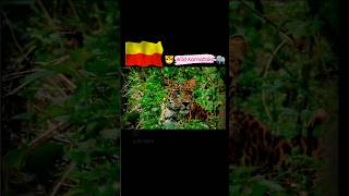 Explore Karnataka | Bandipur Tiger Reserve #shorts #short #tiger #tigerreserve