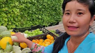 FULL VIDEO, THU HOẠCH TÁO ĐỎ RUỘT HỒNG, BÍ NGÒI, CÀ CHUA,