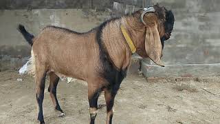 panjabi bital goat farm