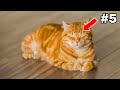 The Real Reason why Orange Cats Are Different